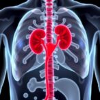 rifampicin-iron-complex-reduces-doxorubicin-kidney-damage