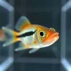 zebrafish-virtual-reality-study-reveals-how-environment-shapes-eye-development