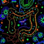 comprehensive-microbiome-analysis-uncovers-reliable-colorectal-cancer-biomarkers