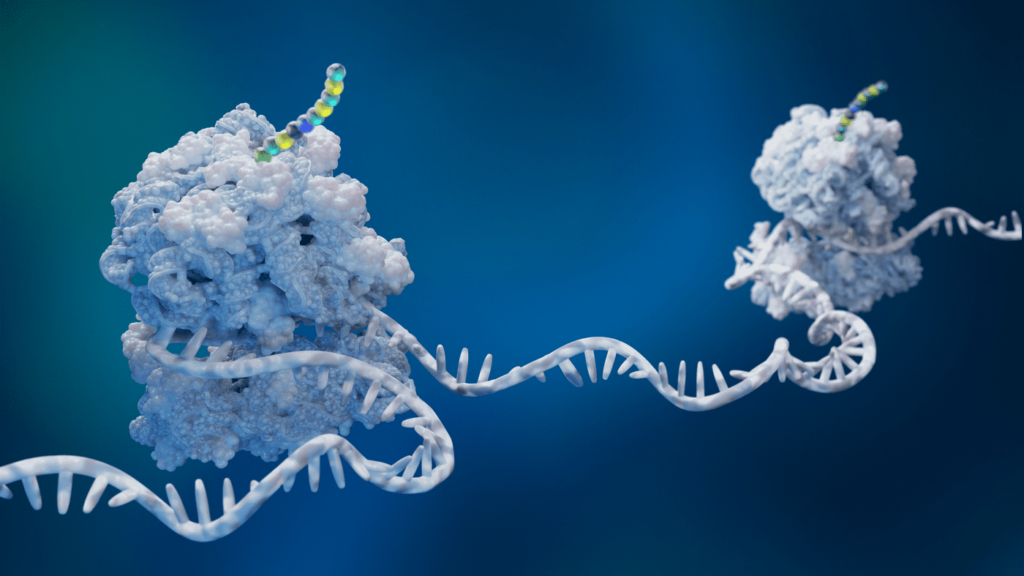 recoded-e.-coli-promises-more-scalable-weight-loss-drug-production