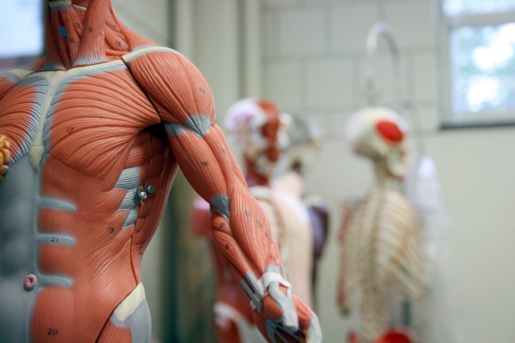 epicrispr-gene-silencer-is-1st-drug-to-boost-muscle-in-form-of-muscular-dystrophy,-biotech-says