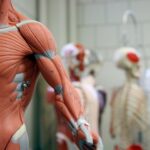 epicrispr-gene-silencer-is-1st-drug-to-boost-muscle-in-form-of-muscular-dystrophy,-biotech-says