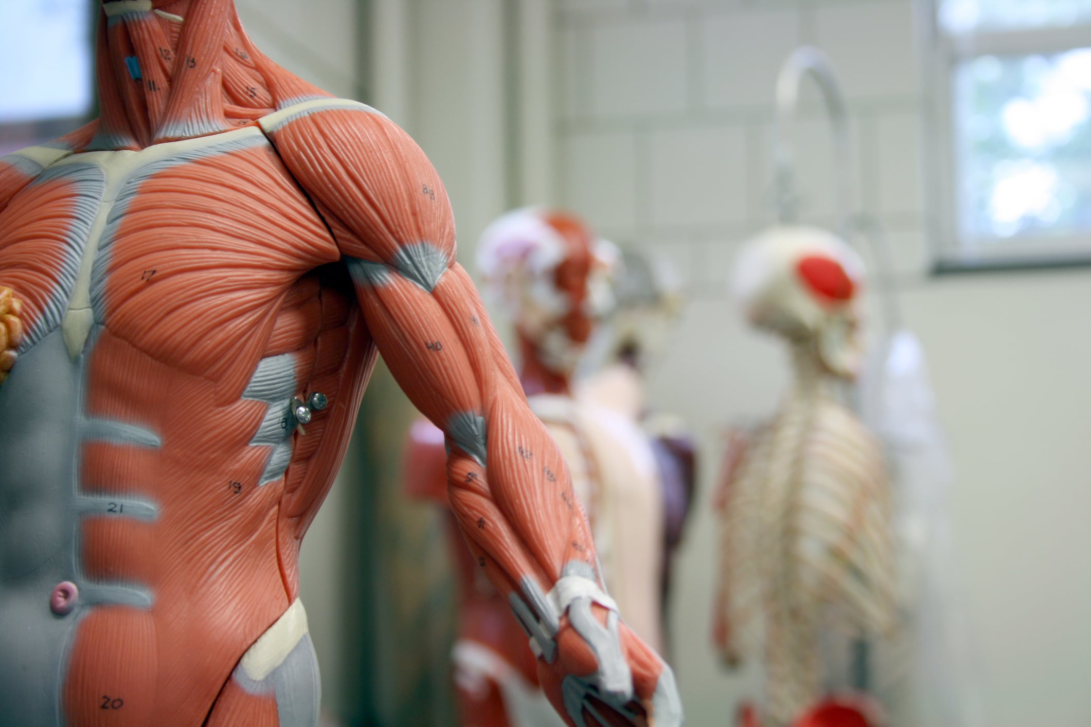 epicrispr-gene-silencer-is-1st-drug-to-boost-muscle-in-form-of-muscular-dystrophy,-biotech-says
