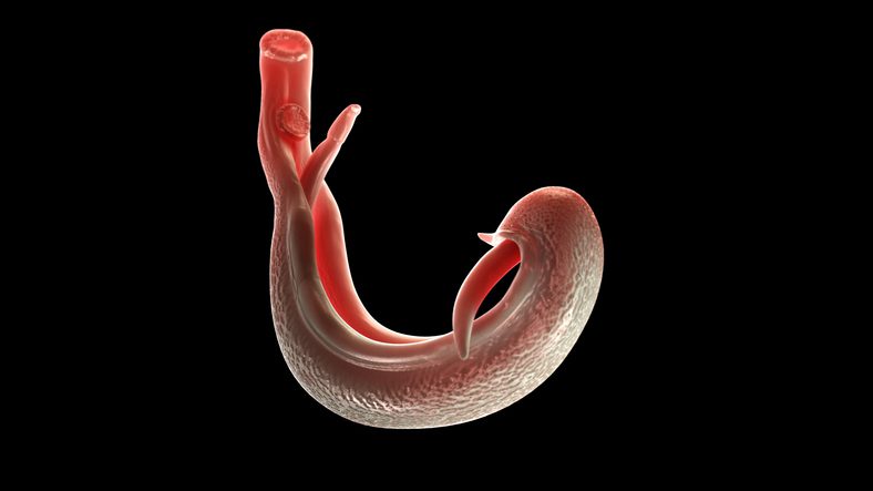 schistosomiasis-vaccine-shows-strong-immune-memory-in-early-clinical-trials