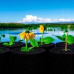biochar-based-“concentrate-and-destroy”-method-provides-new-solution-for-pfos-removal-from-water
