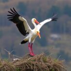 extreme-weather-threatens-white-stork-survival-in-bulgaria,-study-finds