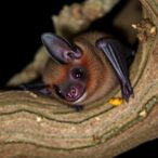new-study-uncovers-impact-of-mating-competition,-age,-and-sex-on-immune-systems-in-wild-bats