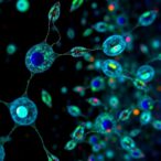 mapping-human-stem-cells-with-genome-scale-crispri