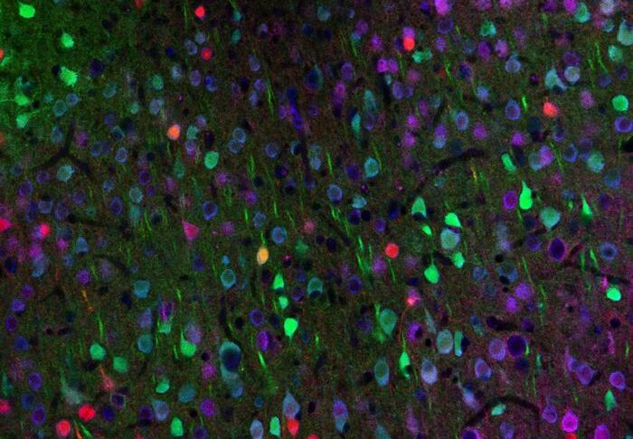 in-huntington’s-mouse,-optogenetic-activation-of-vip-neurons-restores-brain-function