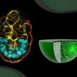 biological-order-emerges-from-tissue-boundaries,-drives-embryo-development