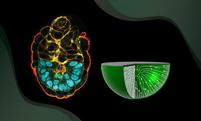 biological-order-emerges-from-tissue-boundaries,-drives-embryo-development