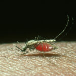 first-3d-structure-of-malaria’s-“moving-junction”-solves-infection-mystery