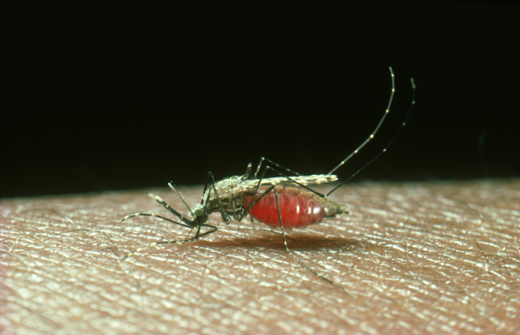 first-3d-structure-of-malaria’s-“moving-junction”-solves-infection-mystery