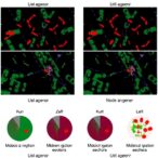 cross-stage,-cross-species-malaria-cd8+-t-cell-antigens-identified