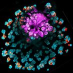 synthetic-organizers-aid-creation-of-reproducible-kidney-organoids-from-stem-cells