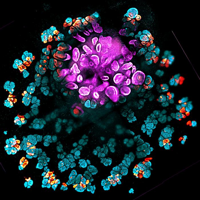 synthetic-organizers-aid-creation-of-reproducible-kidney-organoids-from-stem-cells