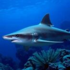 novel-adomavirus-found-in-sevengill-shark-skin-tumors