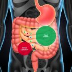 nutrient-absorption-zones-in-small-intestine-explained