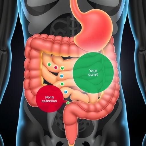 nutrient-absorption-zones-in-small-intestine-explained