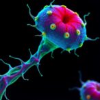 aging-associated-cells:-surprising-champions-in-tendon-repair