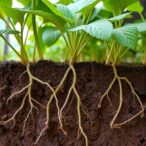 neighbours-rewire-soil-feedback-via-root-microbiome-shifts