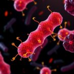 salmonella-protein-sopb-curbs-early-inflammation-to-slow-disease-progression