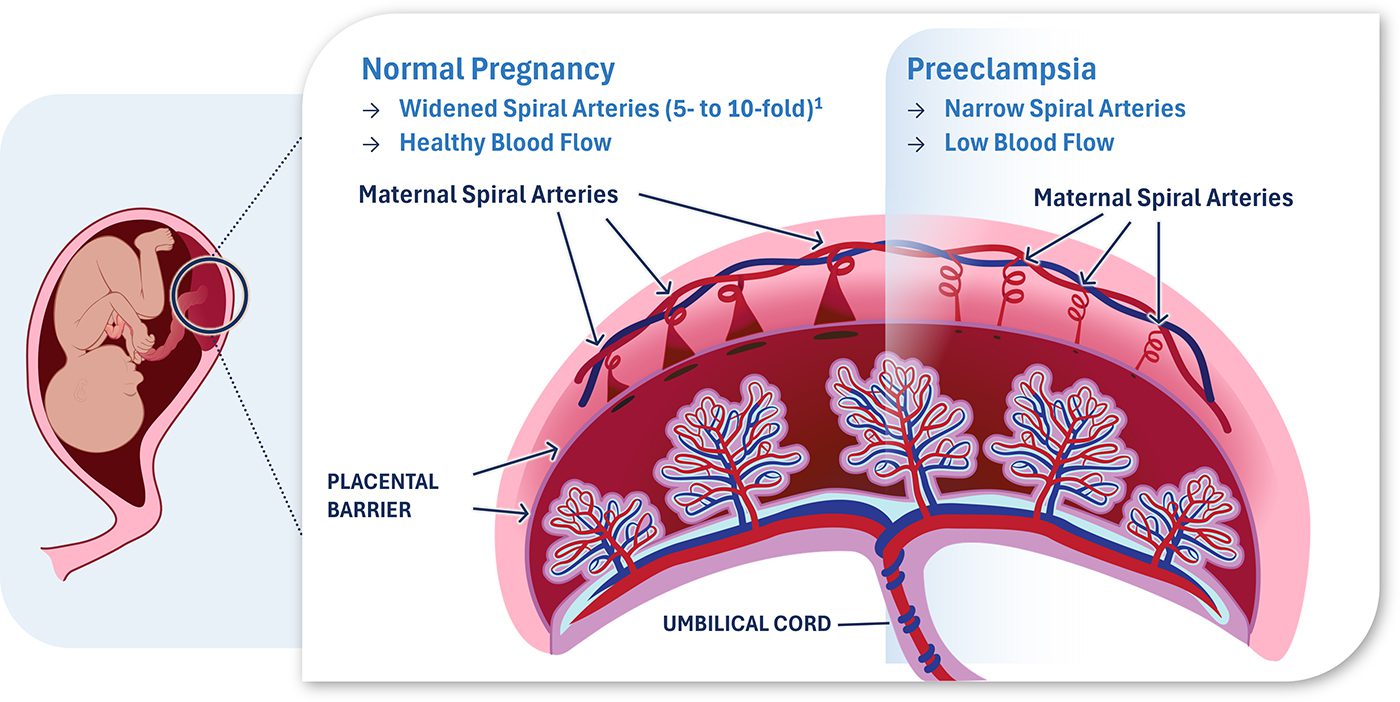 klk1-expands-possibilities-to-restore-vascular-health