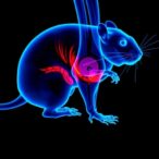 linoleic-acid-promotes-osteoarthritis-via-ferroptosis-in-male-rat-cartilage
