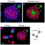 linc01929-drives-breast-cancer-via-tfrc-linked-ferroptosis-pathway