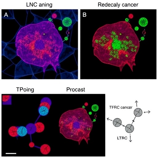 linc01929-drives-breast-cancer-via-tfrc-linked-ferroptosis-pathway
