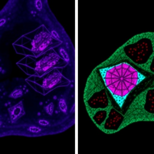 merlin-deficiency-promotes-immunosuppression-in-breast-cancer-environment