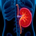 uremic-toxins-drive-kidney-fat-synthesis-and-fibrosis-through-ahr-activation