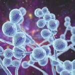 macrophage-membrane-derived-nanoparticles-shows-potential-against-candida-infections