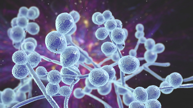 macrophage-membrane-derived-nanoparticles-shows-potential-against-candida-infections