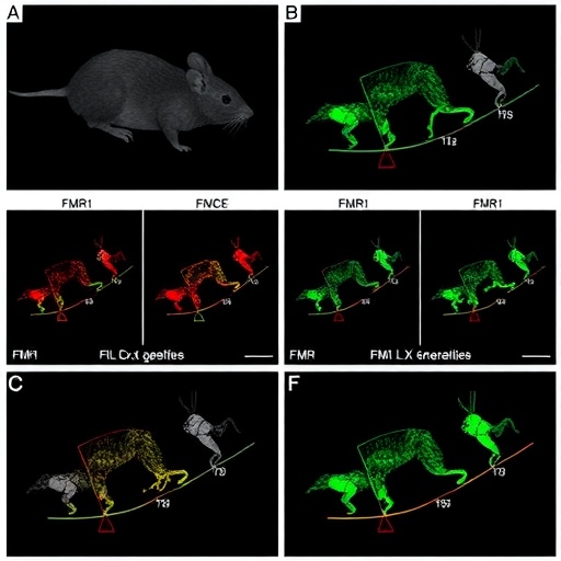 fmr1-gene-therapy-rescues-fragile-x-syndrome-traits-in-mice