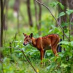 wild-carnivores-in-netherlands-reveal-west-nile-and-usutu-virus-infection