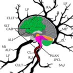 calcineurin/nfat-pathway-links-calcium-stress-to-neurodegeneration-timing