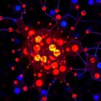 tp53-mutation-triggers-cd8+-t-cell-exhaustion-causing-therapy-resistant-urothelial-cancer