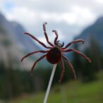 new-tick-borne-threat:-anaplasmosis-spreads-in-canada