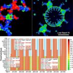 high-resolution-mapping-of-cell-specific-gene-regulation-from-bulk-sequencing