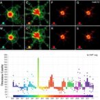 single-cell-profiling-of-histone-marks-and-transcription-factors-via-dechic-seq