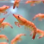 shrimp-feeding-behavior-studied-in-simulated-microgravity-for-space-aquaculture