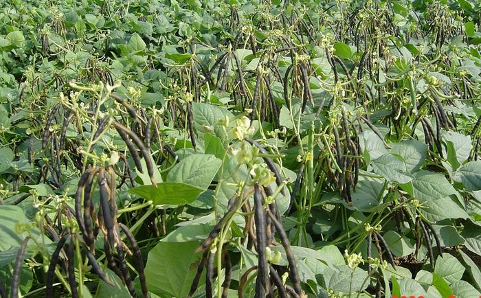 mung-bean-pan-genome-study-maps-key-genes-for-yield,-nutrition,-and-pest-resistance