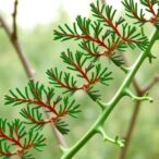 genomic-data-reveal-widespread-hybridization-and-invasion-history-of-saltcedar