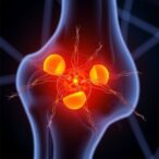osteocyte-parvalbumin-drives-mechanotransduction-to-reduce-osteoarthritis-progression