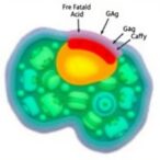 gαq-activates-free-fatty-acid-receptor-4-to-suppress-metabolic-dysfunction