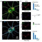 piperazine-derivatives-trigger-mitochondrial-dysfunction-and-microtubule-changes-in-neurons