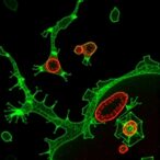 local-complement-c3-shapes-control-myeloid-infiltration-and-checkpoint-blockade-efficacy
