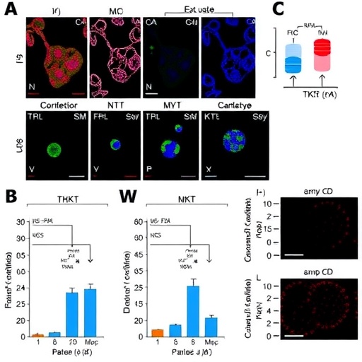 correction:-positive-tkt–c-myc-loop-promotes-tace-resistance-in-hepatocellular-carcinoma