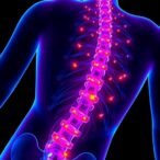 dresden-researchers-uncover-how-helpful-immune-cells-aid-spinal-cord-regeneration